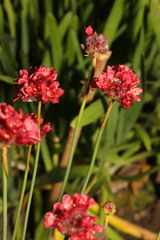 Armeria pseudarmeria