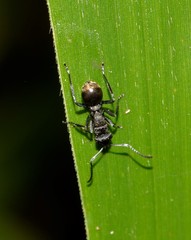 Polyrhachis mjobergi