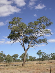 Eucalyptus orgadophila
