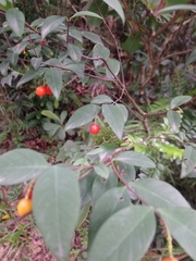 Wikstroemia nutans