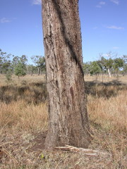 Eucalyptus orgadophila