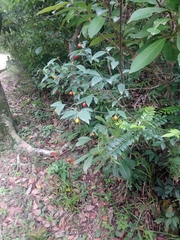 Wikstroemia nutans