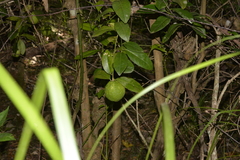 Citrus × taitensis