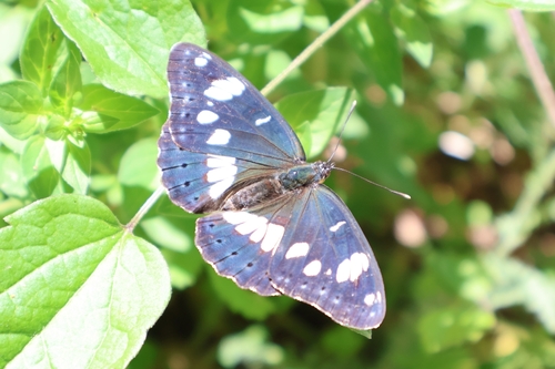 Southern White Admiral