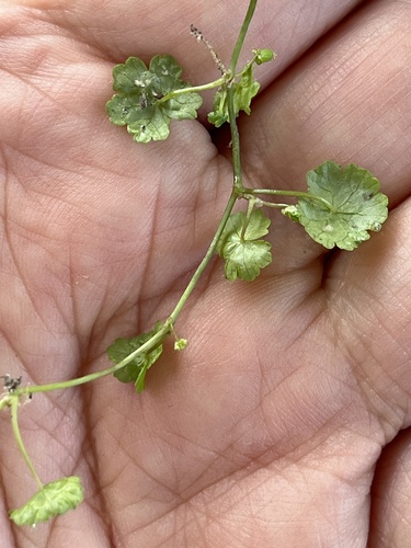 Hydrocotyle sibthorpioides, photograph 5
