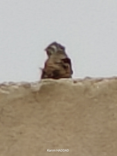 House Bunting