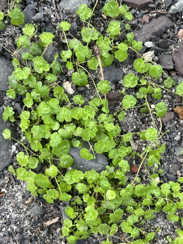 Hydrocotyle sibthorpioides, photograph 6