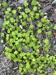 Hydrocotyle sibthorpioides, photograph author not stated, no rights reserved