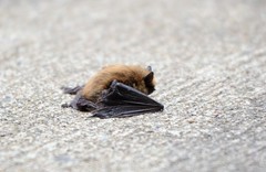Myotis leibii