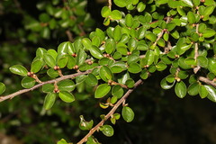 Cotoneaster hjelmqvistii