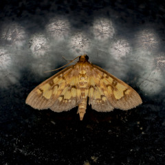 Nomophilini