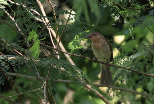 Philippine Bulbul (Hypsipetes philippinus), photo 7
