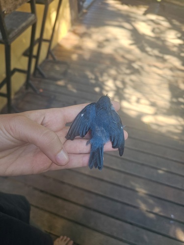 Chestnut-vented Conebill