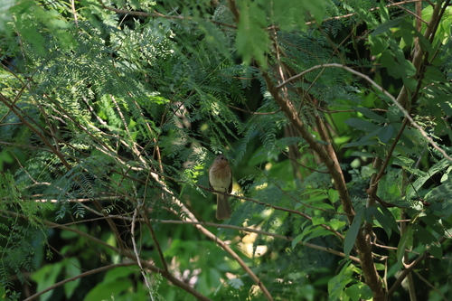 Philippine Bulbul (Hypsipetes philippinus), photo 9