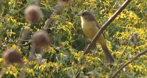 iNaturalist image