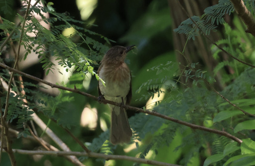 Philippine Bulbul (Hypsipetes philippinus), photo 10