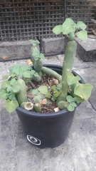 Baculellum articulatum