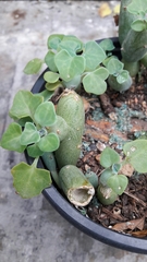 Baculellum articulatum