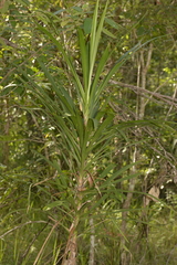 Cordyline stricta