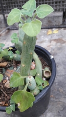 Baculellum articulatum