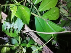 Thamnodynastes pallidus