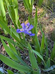 Iris lacustris, photograph (c) Ryan F. Mandelbaum, some rights reserved (CC BY)