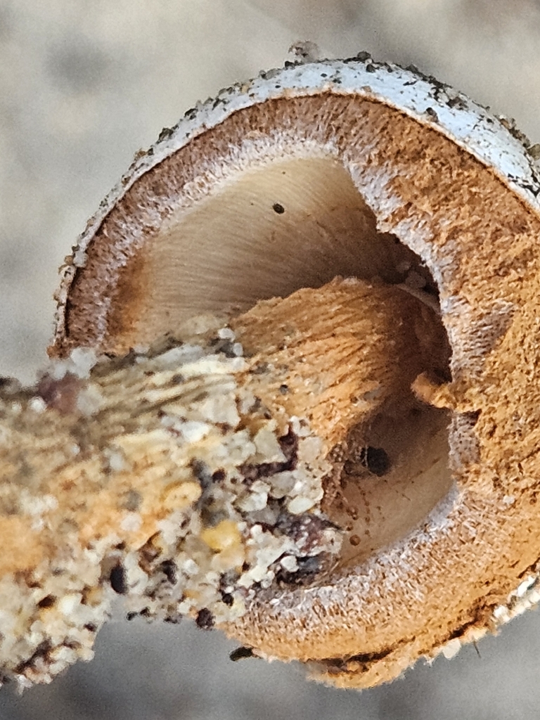 Sandy Stilt-puffball