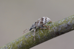 Polydrusus tereticollis