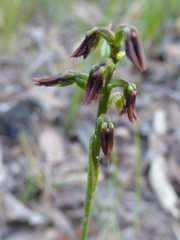 Genoplesium morrisii