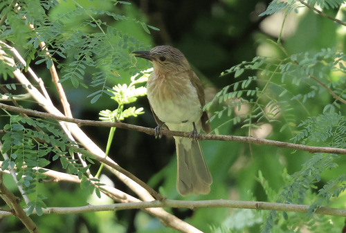 Philippine Bulbul (Hypsipetes philippinus), photo 6