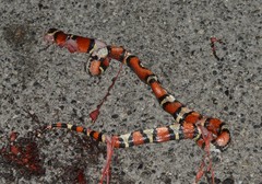 Lampropeltis annulata