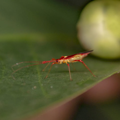 Ragwelellus rubrinus
