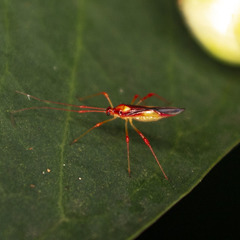 Ragwelellus rubrinus