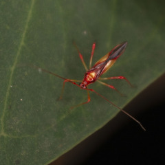 Ragwelellus rubrinus