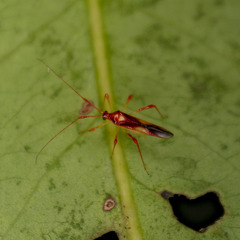 Ragwelellus rubrinus