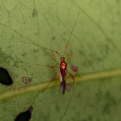 Ragwelellus rubrinus