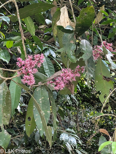 Ardisia colorata observed 2026-02-16