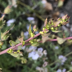Aphanisma blitoides