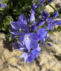 Veronica satureiifolia