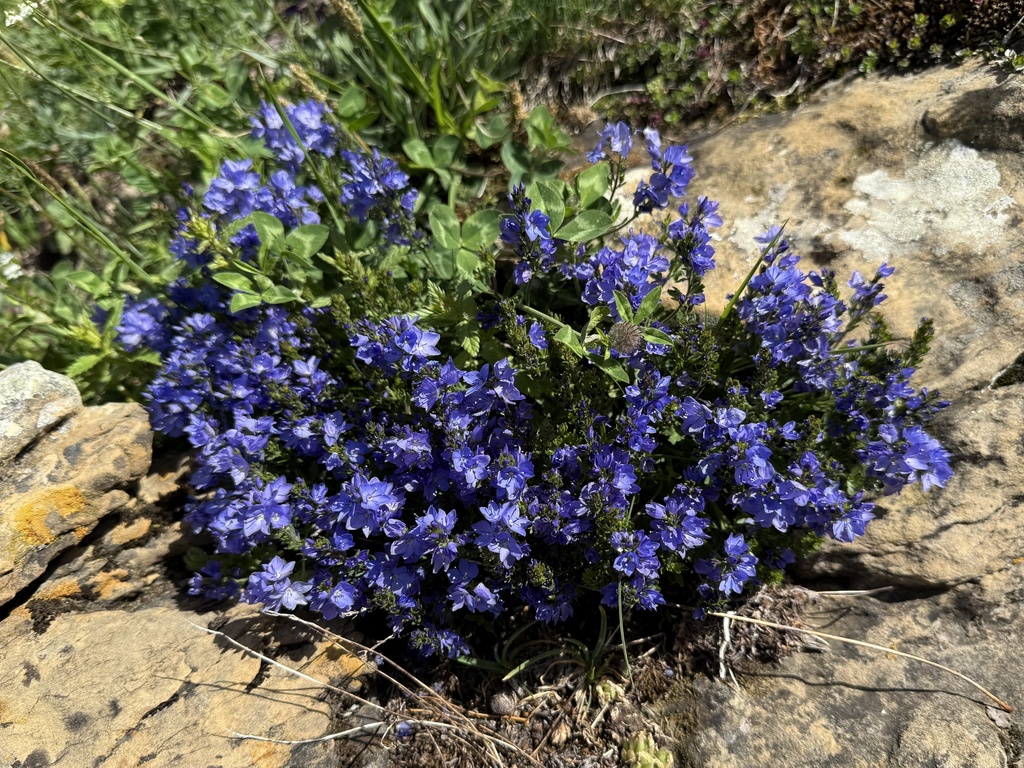 Veronica satureiifolia; photograph (c) Cenaida, some rights reserved (CC BY)