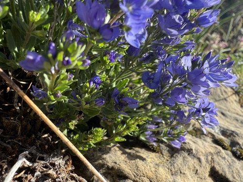 Veronica satureiifolia, photograph 2