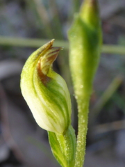 Pterostylis clivosa
