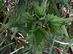 Urtica dioica