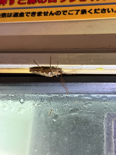 Pectocera fortunei