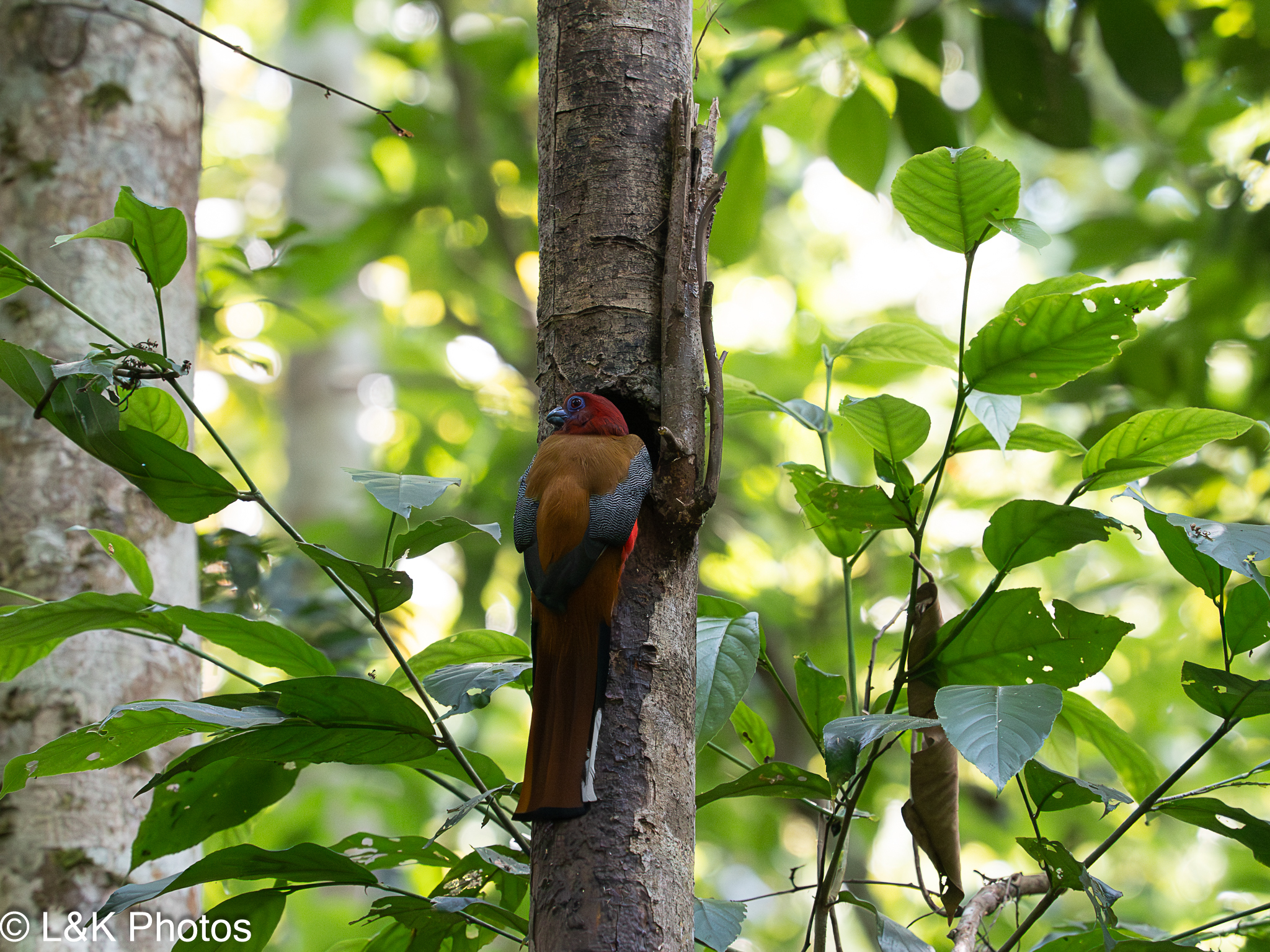 Red-headed Trogon (Harpactes erythrocephalus), photo 9