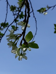 Prunus