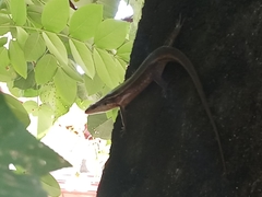Eutropis lankae