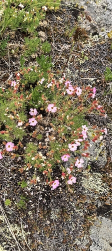 Chamaerhodos altaica, photograph 4