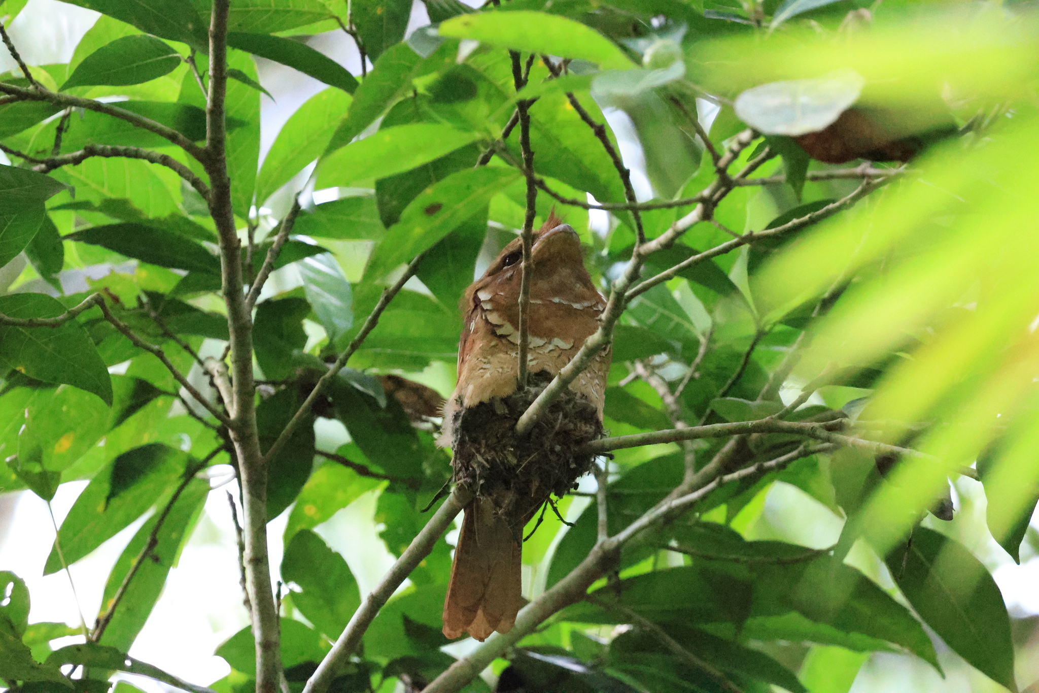 Philippine Frogmouth (Batrachostomus septimus), photo 3