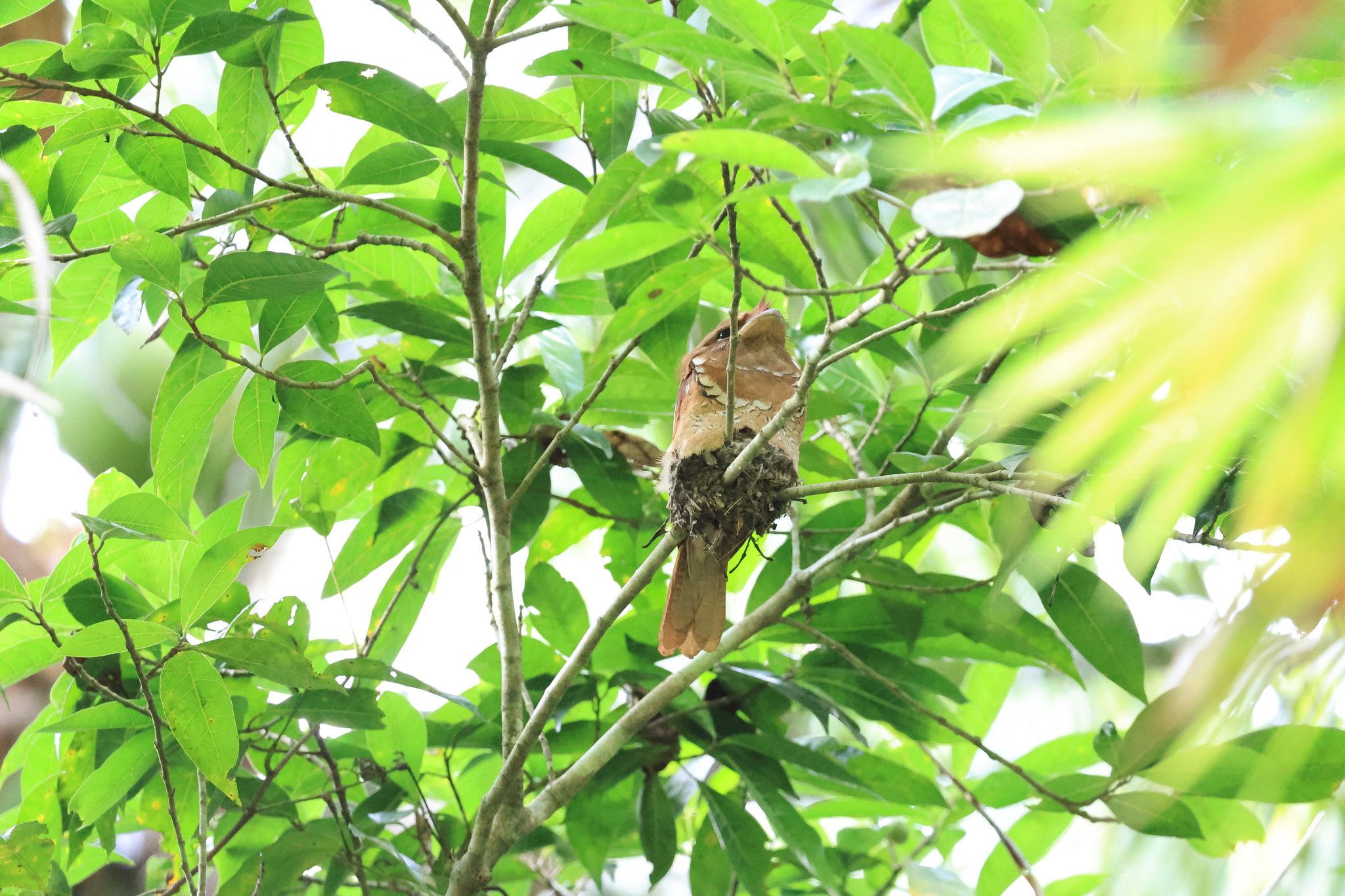 Philippine Frogmouth (Batrachostomus septimus), photo 4